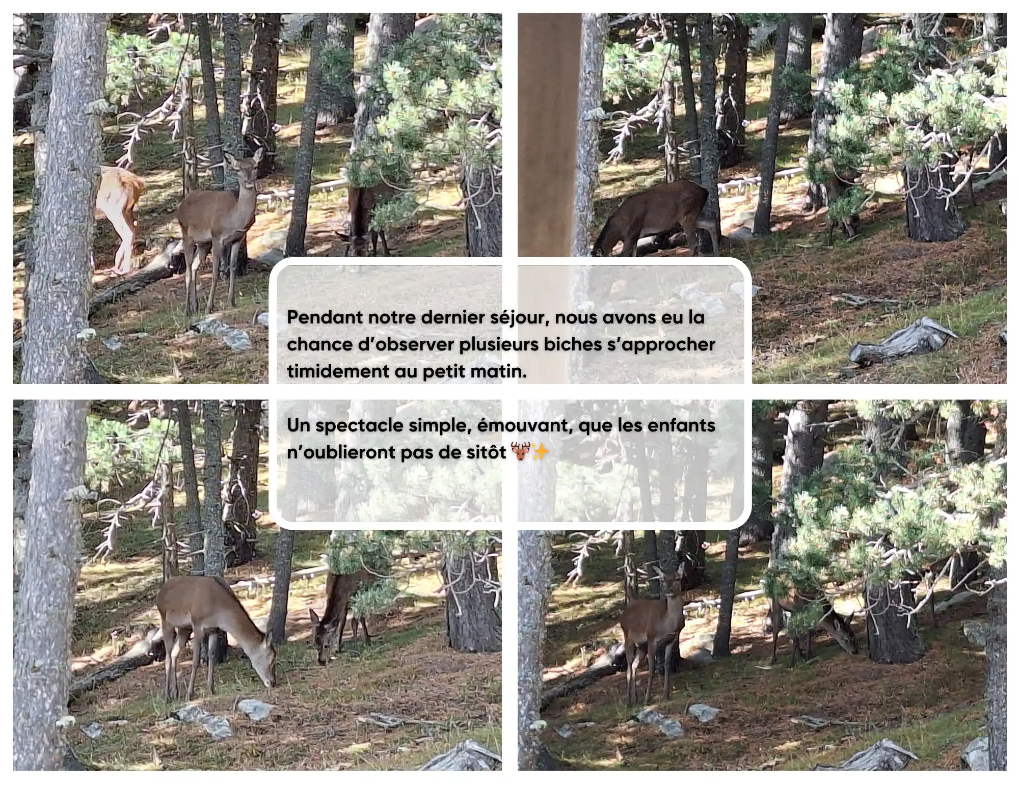 Appartement tout confort à louer au pied des pistes à Bolquère Pyrénées 2000